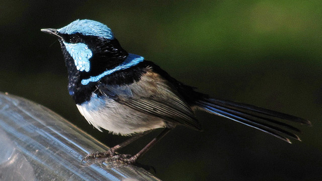 Blue black bird feeder looking free wallpaper - medium preview image