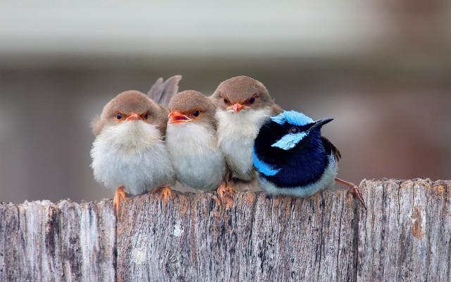 Three little birds wooden fence free wallpaper - medium preview image