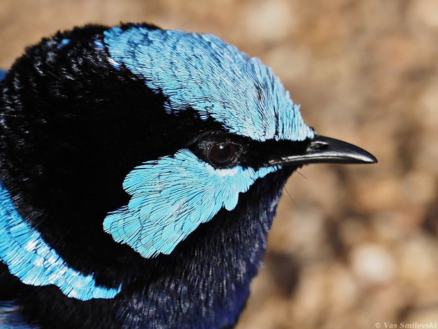 Blue black bird macro award free wallpaper - medium preview image