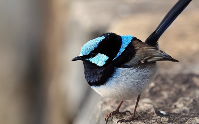 Small blue black tailed bird free wallpaper - medium preview image