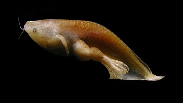 Long tailed fish dark ocean free wallpaper - medium preview image