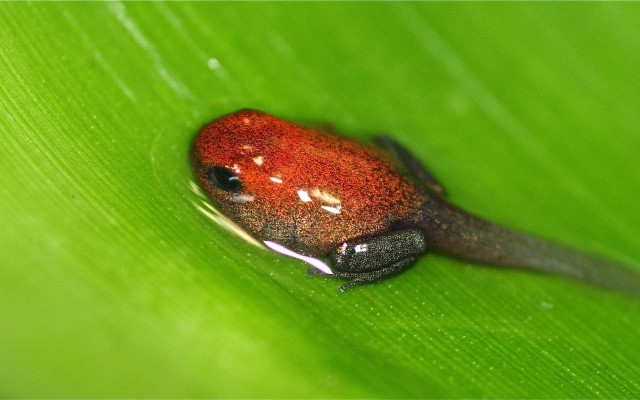 Red black frog green leaf free wallpaper - medium preview image