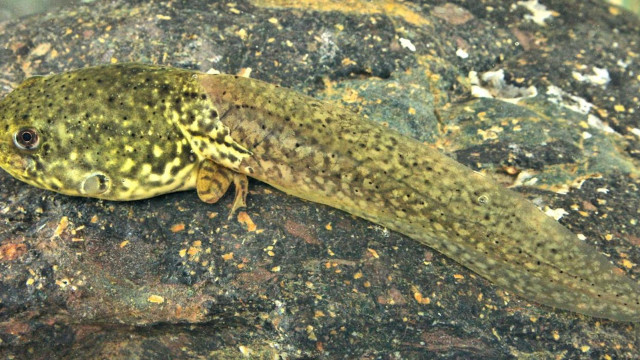 Small lizard rock moss bridge free wallpaper - medium preview image