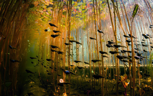 Fish pond bamboo plants sunlight free wallpaper - medium preview image
