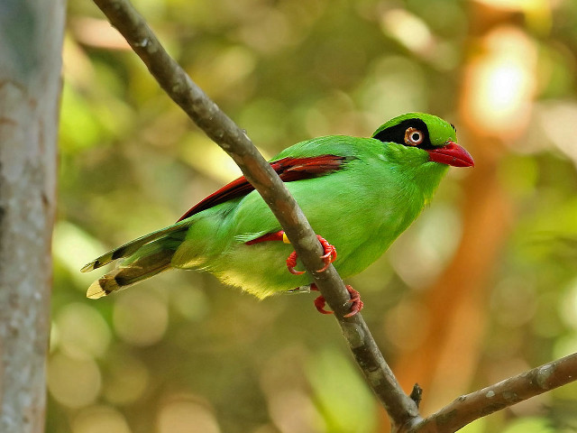 Green bird forest puzzle photorealistic free wallpaper - medium preview image