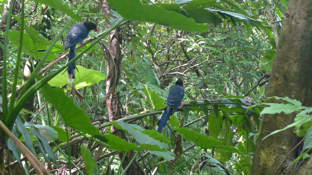 Blue birds perched branch forest free wallpaper - medium preview image