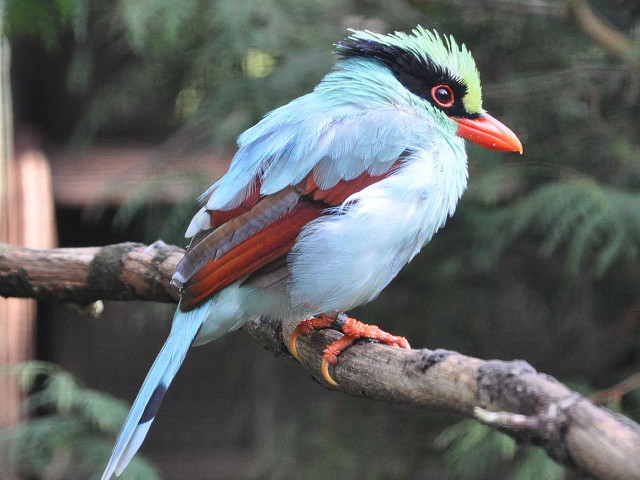 Colorful bird tree branch forest #6 free wallpaper - medium preview image