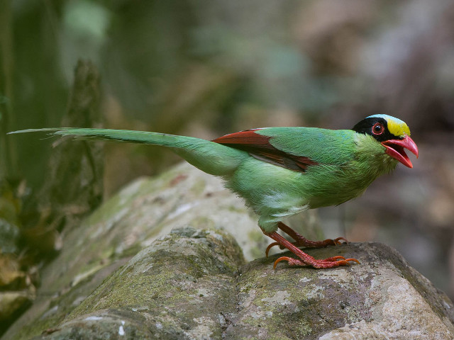 Green bird wings spread rock free wallpaper - medium preview image
