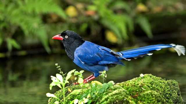 Blue bird red beak mossy free wallpaper - medium preview image