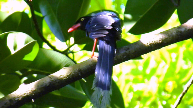 Bird long beak branch tree #5 free wallpaper - medium preview image