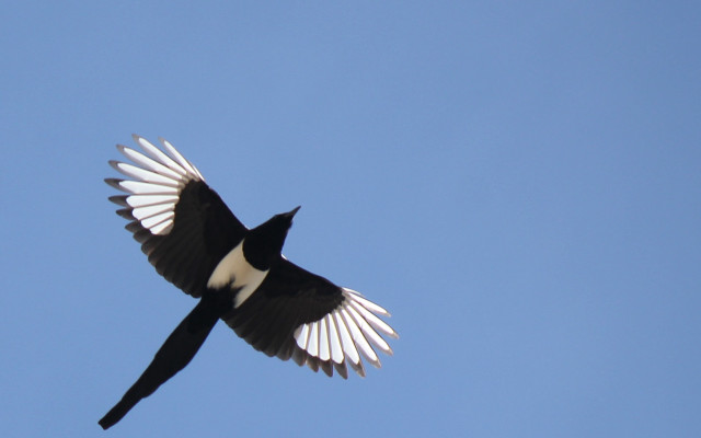 Black white bird flying sky #2 free wallpaper - medium preview image