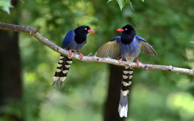 Two birds branch wings spread #4 free wallpaper - medium preview image
