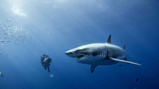 Man shark diver ocean night free wallpaper - medium preview image