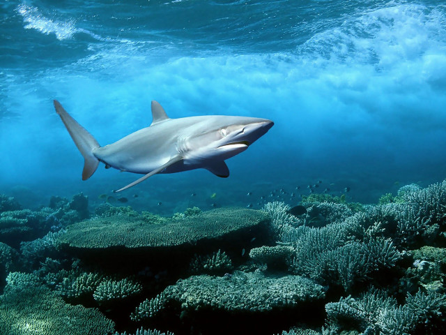 Shark swimming coral reef ocean #2 free wallpaper - medium preview image