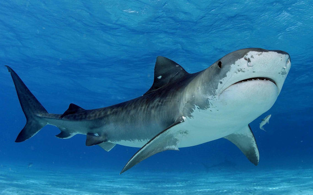 Large shark swimming ocean camera free wallpaper - medium preview image