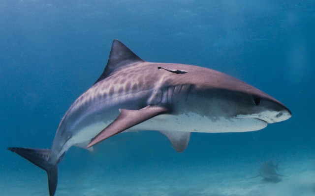 Shark swimming ocean person camera free wallpaper - medium preview image