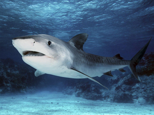 Large white shark swimming ocean #5 free wallpaper - medium preview image