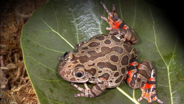 Frog sitting leaf red spots free wallpaper - medium preview image