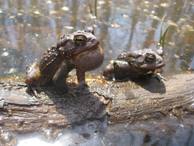 Two frogs sitting log pond free wallpaper - medium preview image
