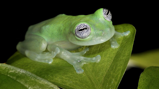 Green frog holography macro detailed free wallpaper - medium preview image