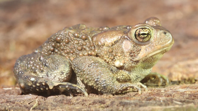Frog sitting ground camera lens free wallpaper - medium preview image