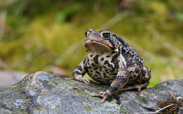 Frog rock woods closeup naturalism free wallpaper - medium preview image