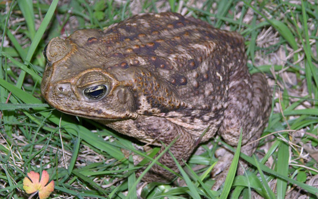 Frog grass flower background blurry free wallpaper - medium preview image