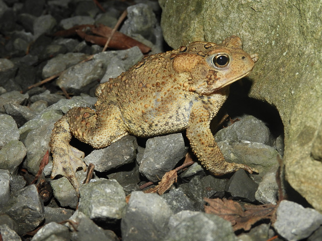 Frog rocks tree leaves naturalism free wallpaper - medium preview image