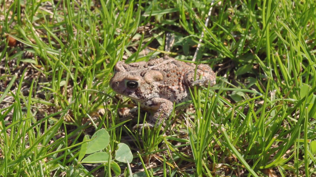 Small frog grass camera foreground free wallpaper - medium preview image