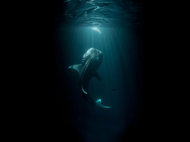 Whale swimming ocean head under free wallpaper - medium preview image