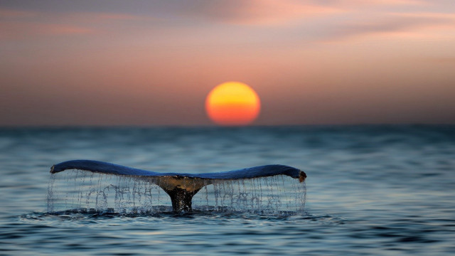 Whale tail sunset ocean sun free wallpaper - medium preview image