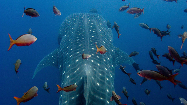 Whale surrounded by fish in free wallpaper - medium preview image