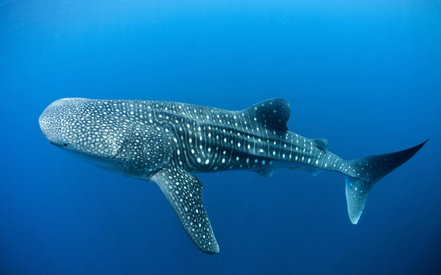 Whale swimming fish ocean bubbles free wallpaper - medium preview image