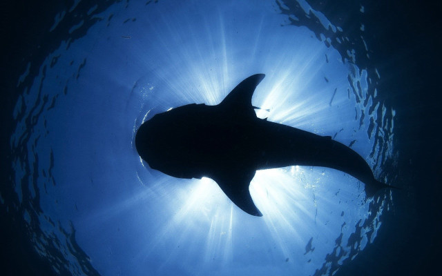 Large shark ocean sunlight fish free wallpaper - medium preview image
