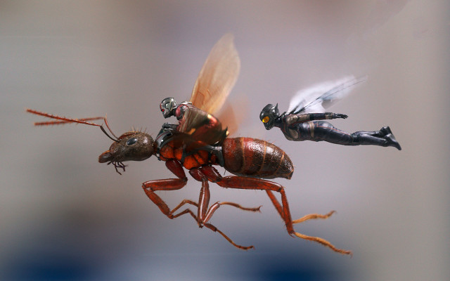 Ant men flying string spider free wallpaper - medium preview image