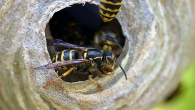 Bees nest tree branch couple free wallpaper - medium preview image