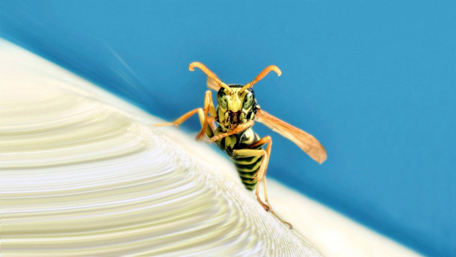 Bee closeup white object blue free wallpaper - medium preview image