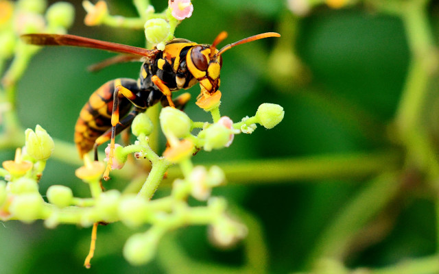 Bee closeup flower green leaves free wallpaper - medium preview image