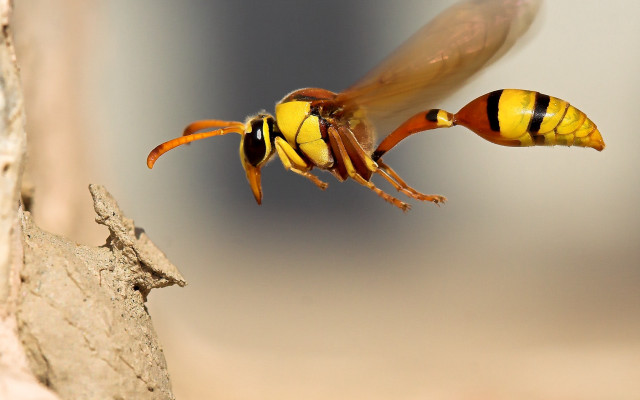 Yellow insect flying rock wall free wallpaper - medium preview image