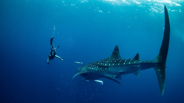 Man swimming whale ocean shark free wallpaper - medium preview image