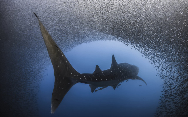 Large fish swimming ocean surrounded free wallpaper - medium preview image