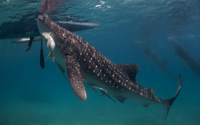 Whale swimming ocean man nearby free wallpaper - medium preview image