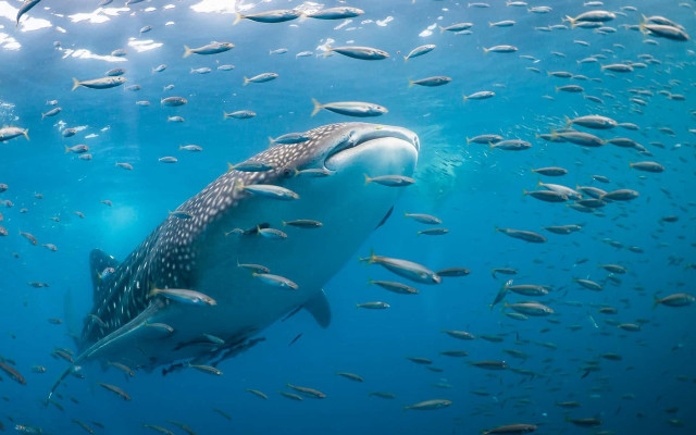 Large whale ocean surrounded fish free wallpaper - medium preview image