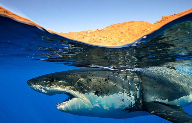Great white shark ocean mountain free wallpaper - medium preview image