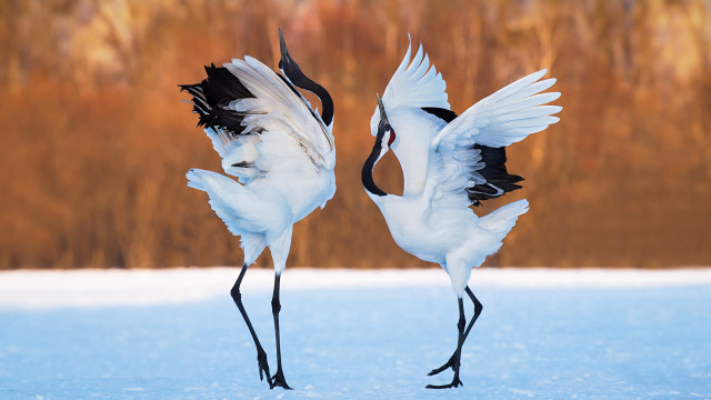 Two white birds black wings free wallpaper - medium preview image