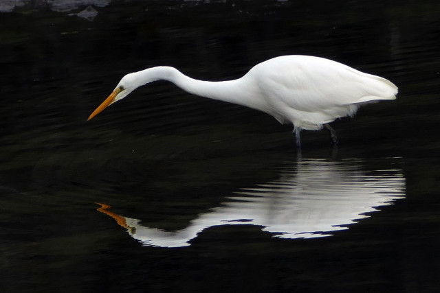 White bird long beak standing free wallpaper - medium preview image
