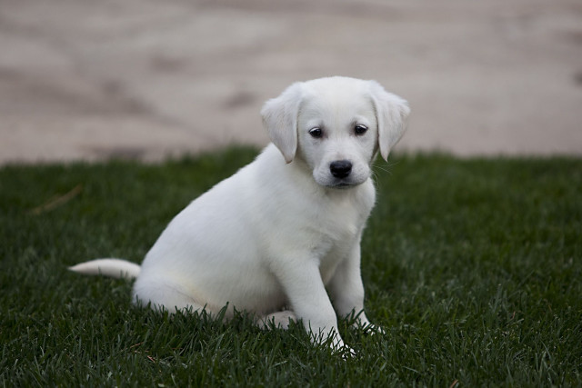 White puppy sitting grass sad #2 free wallpaper - medium preview image