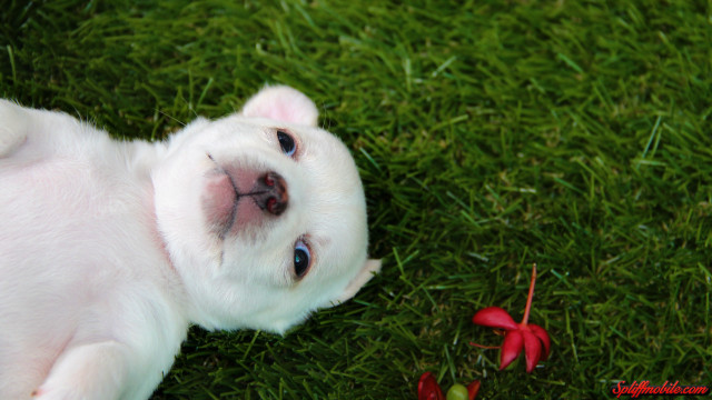 White puppy laying green grass free wallpaper - medium preview image