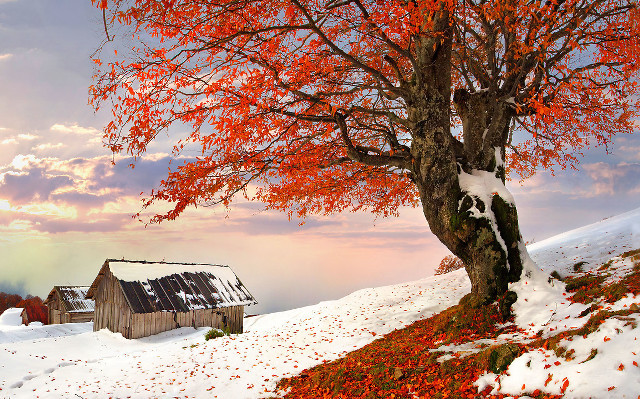 Tree red leaves barn sunset free wallpaper - medium preview image