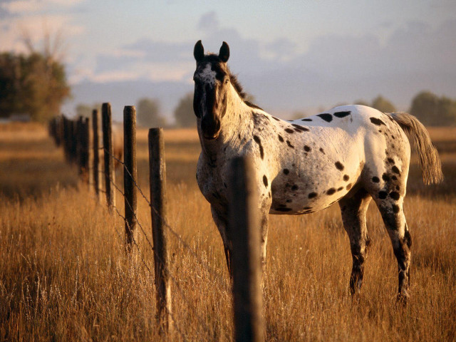 Spotted horse field fence sky free wallpaper - medium preview image